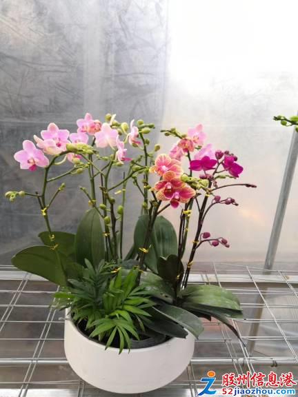 三里河打折促銷 艷麗花卉、精品苗木與數碼產品齊優惠